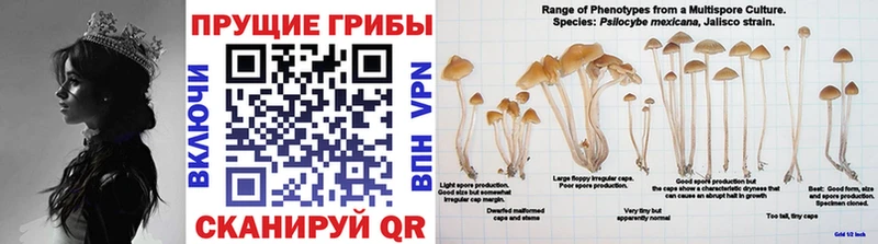 Псилоцибиновые грибы Psilocybine cubensis Анжеро-Судженск
